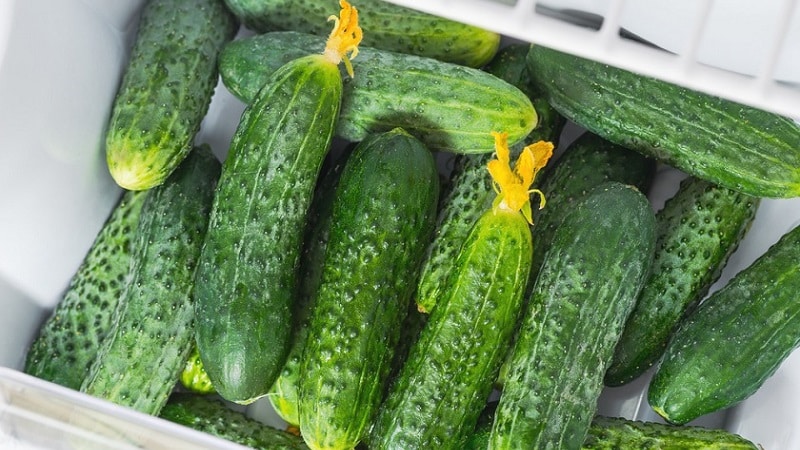 Paano mag-imbak ng mga sariwang pipino sa refrigerator hangga't maaari: ang pinakamahusay na mga pamamaraan at kapaki-pakinabang na mga tip