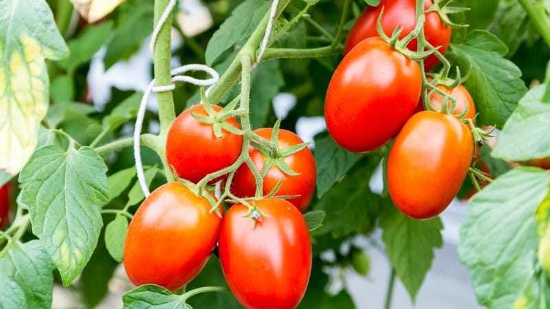 Cómo cultivar un tomate Cio-Cio-san en campo abierto o en invernadero: guía paso a paso y consejos de residentes de verano experimentados