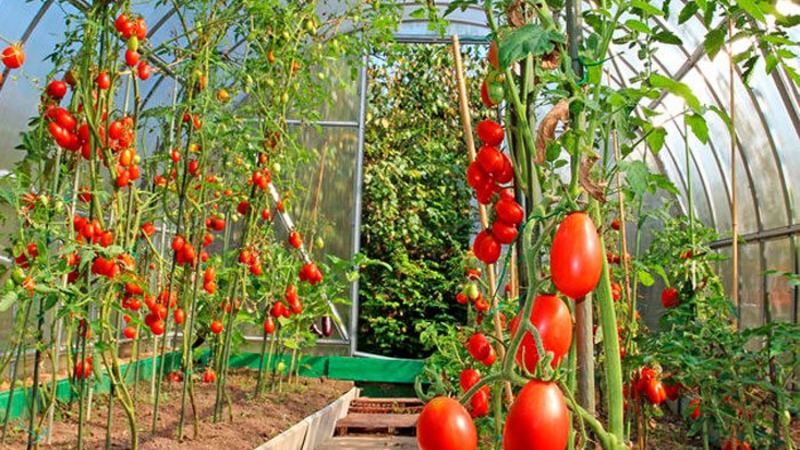 Como cultivar um tomate Cio-Cio-san em terreno aberto ou em estufa: guia passo a passo e conselhos de residentes de verão experientes