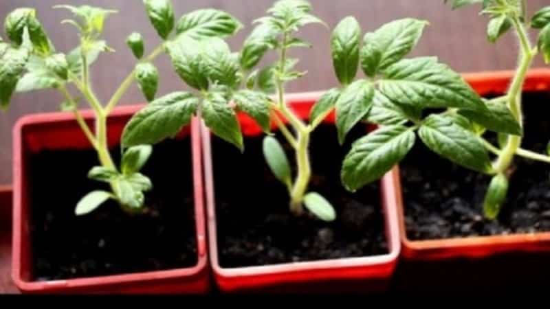 Cómo cultivar un tomate Cio-Cio-san en campo abierto o en invernadero: guía paso a paso y consejos de residentes de verano experimentados