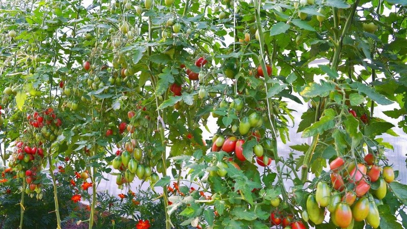 Como cultivar um tomate Cio-Cio-san em terreno aberto ou em estufa: guia passo a passo e conselhos de residentes de verão experientes