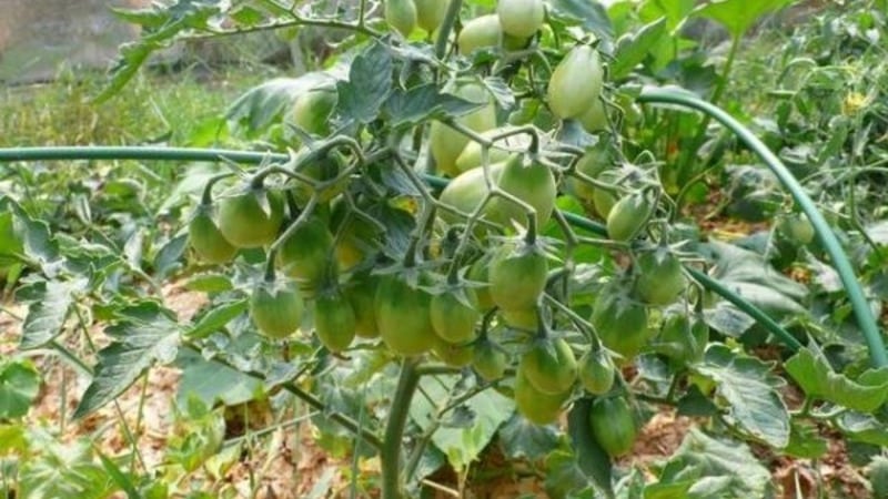 Cómo cultivar un tomate Cio-Cio-san en campo abierto o en invernadero: guía paso a paso y consejos de residentes de verano experimentados