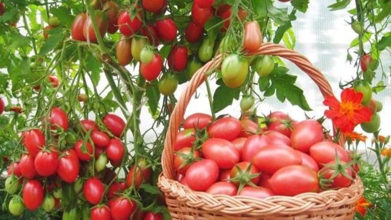 Cómo cultivar un tomate Cio-Cio-san en campo abierto o en invernadero: guía paso a paso y consejos de residentes de verano experimentados