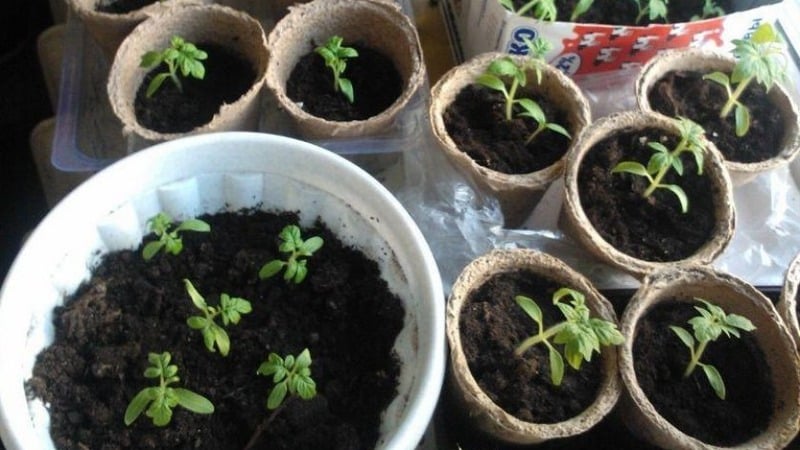 En lækker hybrid til ægte gourmeter - Velikosvetsky-tomaten: lad os stifte bekendtskab med arten og prøve at dyrke den