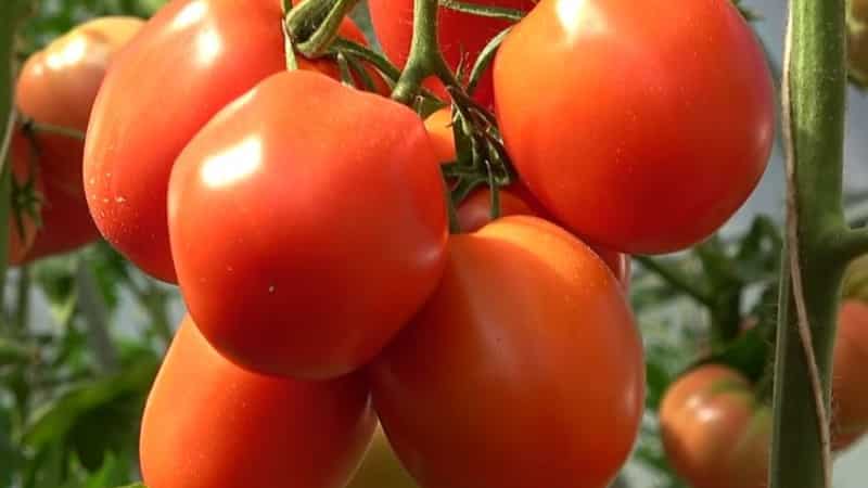 En lækker hybrid til ægte gourmeter - Velikosvetsky-tomaten: lad os stifte bekendtskab med arten og prøve at dyrke den