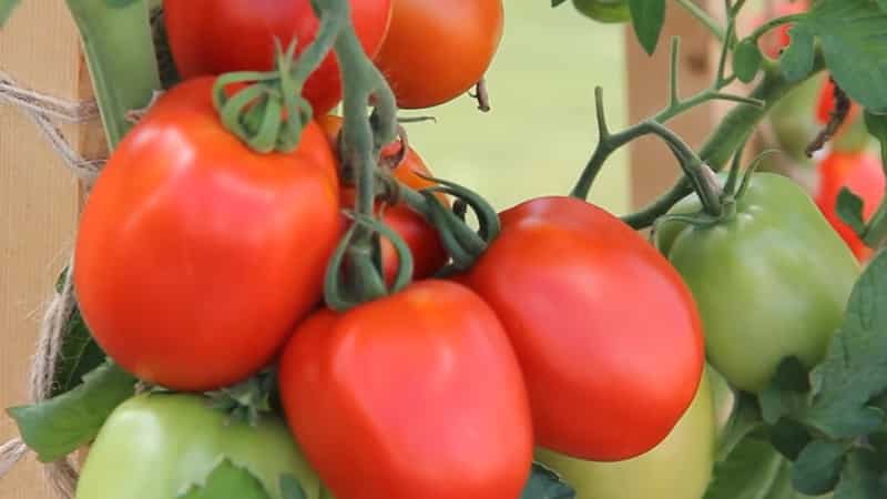 En deilig hybrid for ekte gourmeter - Velikosvetsky-tomaten: la oss bli kjent med arten og prøve å dyrke den