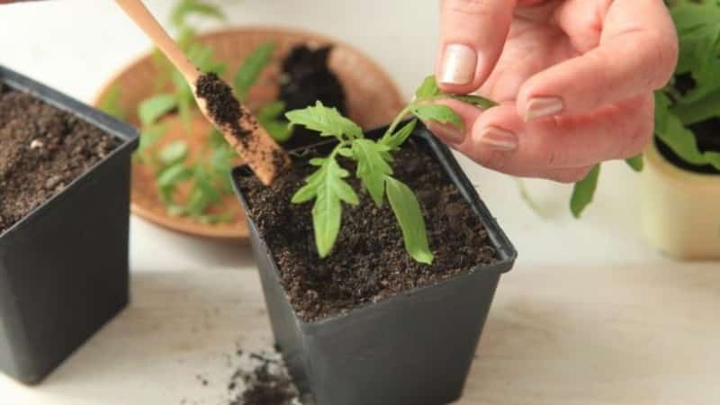 A delicious hybrid for true gourmets - the Velikosvetsky tomato: let’s get acquainted with the species and try to grow it