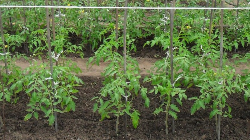 En lækker hybrid til ægte gourmeter - Velikosvetsky-tomaten: lad os stifte bekendtskab med arten og prøve at dyrke den