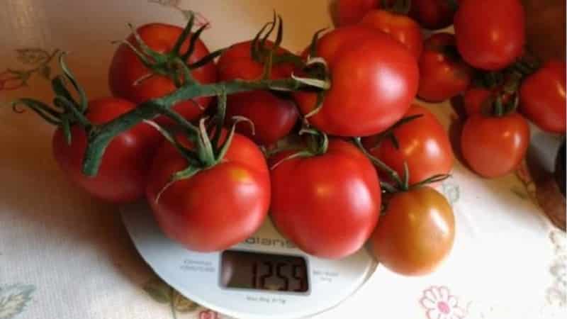 Hibrid yang lazat untuk gourmet sejati - tomato Velikosvetsky: mari kita berkenalan dengan spesies dan cuba menanamnya