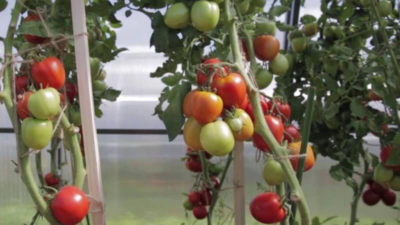 A delicious hybrid for true gourmets - the Velikosvetsky tomato: let’s get acquainted with the species and try to grow it