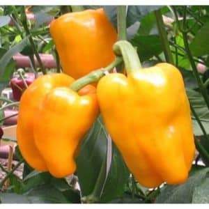 Features of the Bugai salad pepper variety and the secrets of its proper cultivation