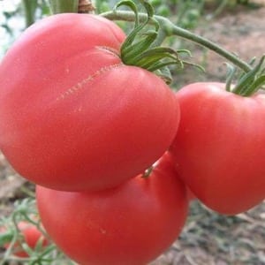 Features of agricultural technology of the Loving Heart red variety