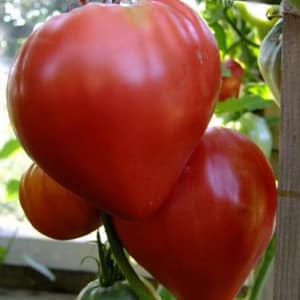 Features of agricultural technology of the Loving Heart red variety