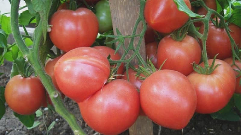 O que há de bom no tomate Raspberry Empire e como cultivá-lo você mesmo - um guia prático