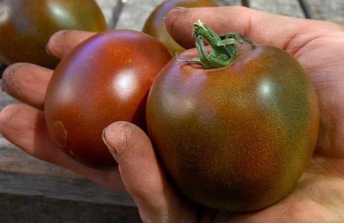 En uhøjtidelig sort med en usædvanlig farve og unik smag - Black Prince-tomaten og egenskaberne ved dens dyrkning