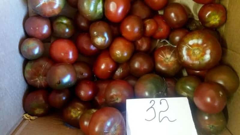 An unpretentious variety with an unusual color and unique taste - the Black Prince tomato and the features of its cultivation