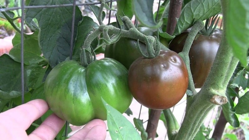 An unpretentious variety with an unusual color and unique taste - the Black Prince tomato and the features of its cultivation