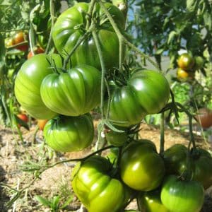 Una varietà dal gusto esotico e dall'aspetto sorprendente: il pomodoro liquoroso irlandese: lo coltiviamo e sorprendiamo i nostri vicini