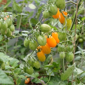 Adorado por crianças e adultos, este híbrido de estufa brilhante e de sabor frutado é o tomate Yellow Date.