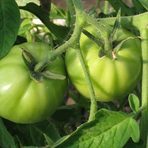 Comment bien cultiver la tomate Maryina Roshcha: critiques, photos et rendement d'un hybride à maturation précoce