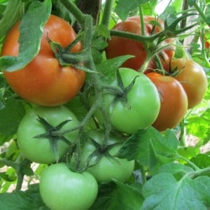 Sådan dyrkes Maryina Roshcha-tomaten korrekt: anmeldelser, fotos og udbytte af en tidlig modnende hybrid