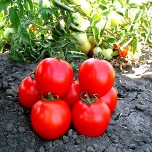 Cara menanam tomato Maryina Roshcha dengan betul: ulasan, foto dan hasil hibrid masak awal