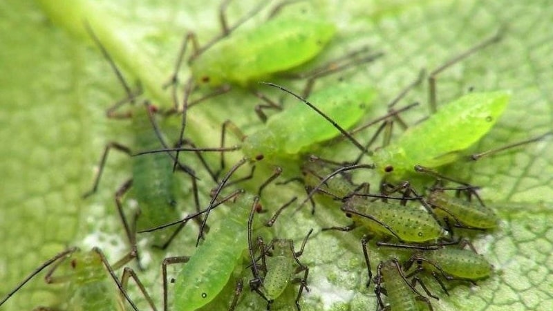 Paano labanan ang melon aphids sa mga pipino nang mabilis at epektibo hangga't maaari