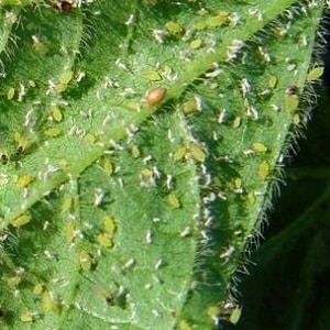 How to fight melon aphids on cucumbers as quickly and effectively as possible