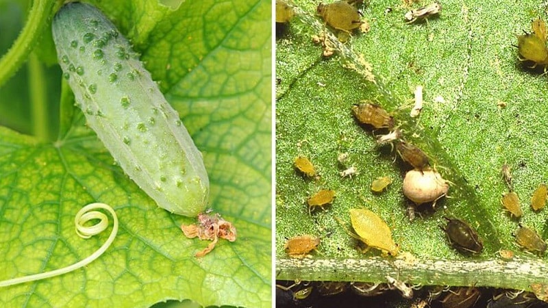 So bekämpfen Sie Melonenblattläuse an Gurken möglichst schnell und effektiv