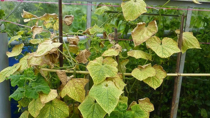 Paano labanan ang melon aphids sa mga pipino nang mabilis at epektibo hangga't maaari