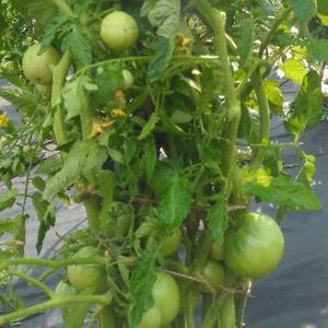 Hvorfor er Gardener's Dream-tomaten så elsket og populær: beskrivelse av variasjonen og anmeldelser fra erfarne sommerboere