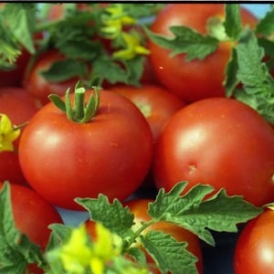 Varför är Gardener's Dream-tomaten så älskad och populär: beskrivning av sorten och recensioner från erfarna sommarbor