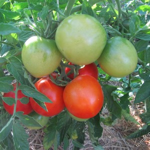 Varför är Gardener's Dream-tomaten så älskad och populär: beskrivning av sorten och recensioner från erfarna sommarbor