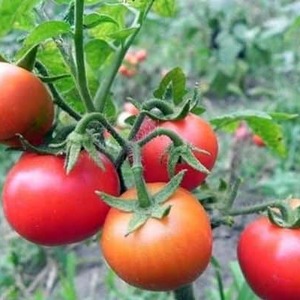 Hvorfor er Gardener's Dream-tomaten så elsket og populær: beskrivelse av variasjonen og anmeldelser fra erfarne sommerboere