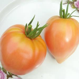 Riesige köstliche Orangenfrüchte - orangefarbene Erdbeertomate