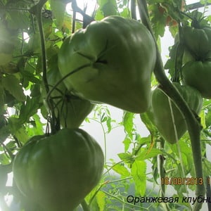 Deliciosas frutas gigantes de color naranja - tomate fresa naranja