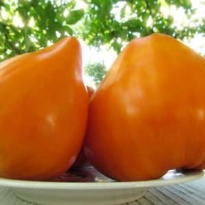 Deliziosi frutti arancioni giganti - pomodoro fragola arancione