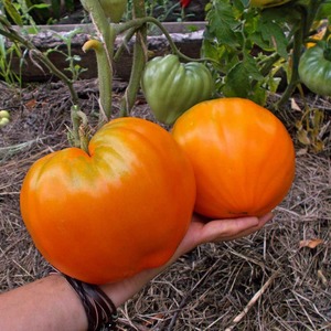 Riesige köstliche Orangenfrüchte - orangefarbene Erdbeertomate