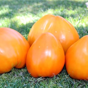 Fruits orange délicieux géants - tomate fraise orange