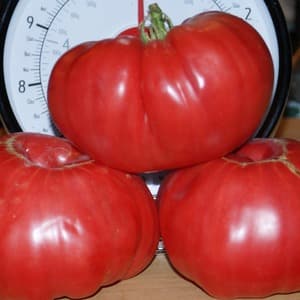 Frutas carnudas e doces para a sua mesa - Tomate Sugar Pudovich: características e descrição da variedade