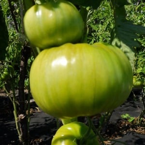 Mataba at matamis na prutas para sa iyong mesa - Sugar Pudovich tomato: mga katangian at paglalarawan ng iba't