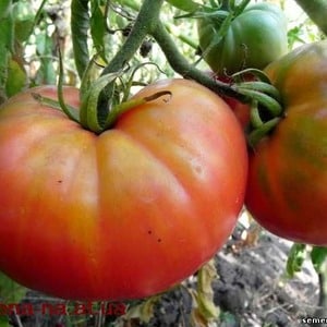 Fleshy and sweet fruits for your table - Sugar Pudovich tomato: characteristics and description of the variety