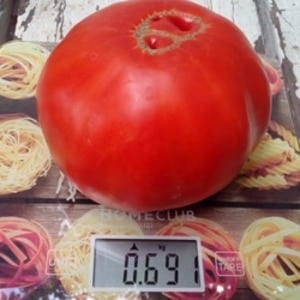 Fleshy and sweet fruits for your table - Sugar Pudovich tomato: characteristics and description of the variety