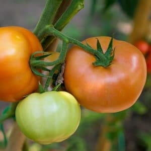 Eine einzigartige Hybride mit köstlichen Früchten, genau wie auf dem Bild – ein Tomatengeschenk für eine Frau und die Nuancen ihres Anbaus