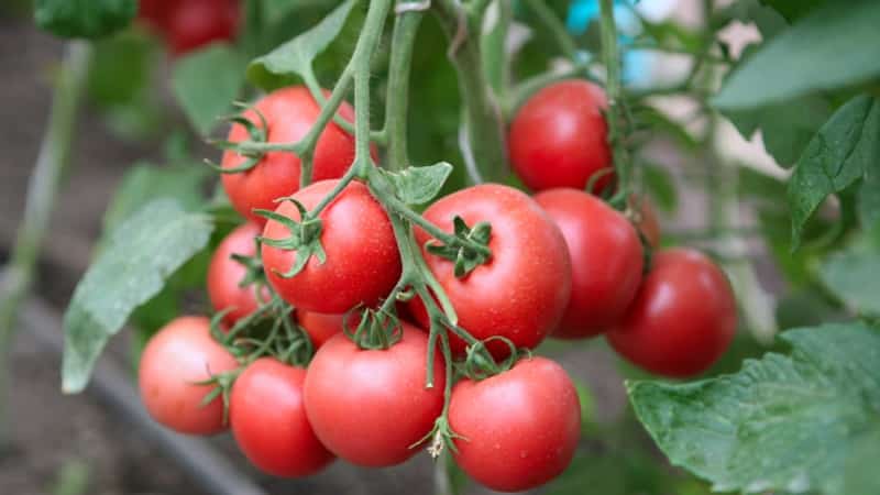 Un hybride unique avec de délicieux fruits, comme sur la photo - un cadeau de tomate pour une femme et les nuances de sa culture