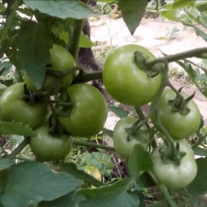 Un híbrido único con frutos deliciosos, como en la imagen: un tomate. Regalo para una mujer y los matices de su cultivo.