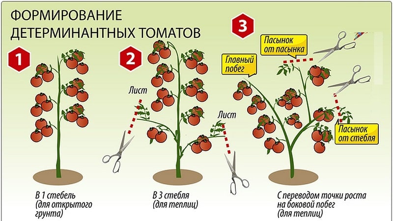 En ny sort, der har formået at vinde sommerbeboernes hjerter - Big Momma-tomaten og hemmelighederne ved at dyrke store frugter