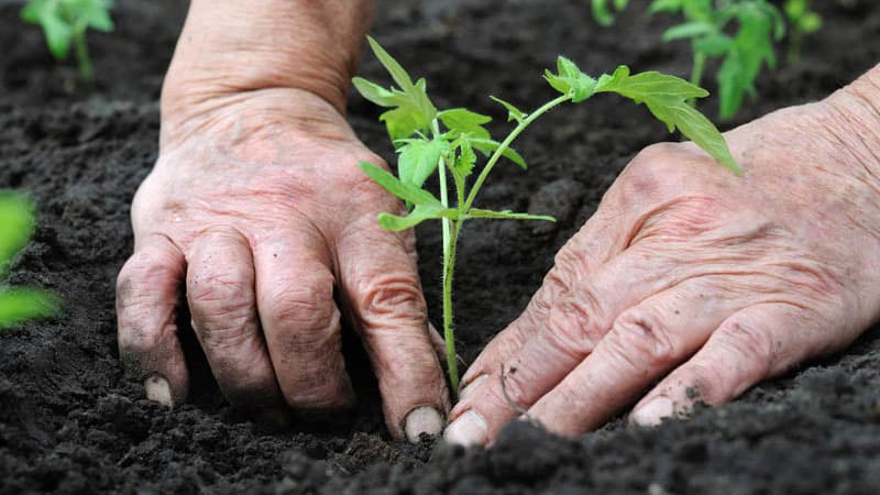 Yaz sakinlerinin kalbini kazanmayı başaran yeni bir çeşit - Big Momma domatesi ve büyük meyve yetiştirmenin sırları