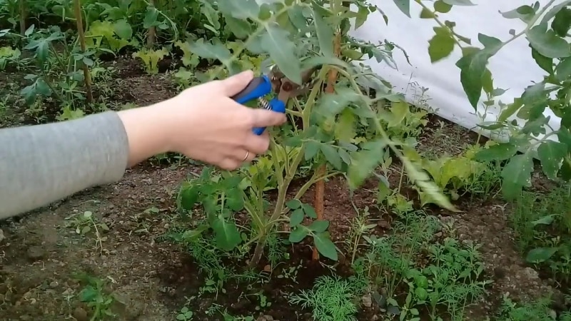 Een nieuwe variëteit die erin is geslaagd de harten van de zomerbewoners te veroveren: de Big Momma-tomaat en de geheimen van het kweken van groot fruit