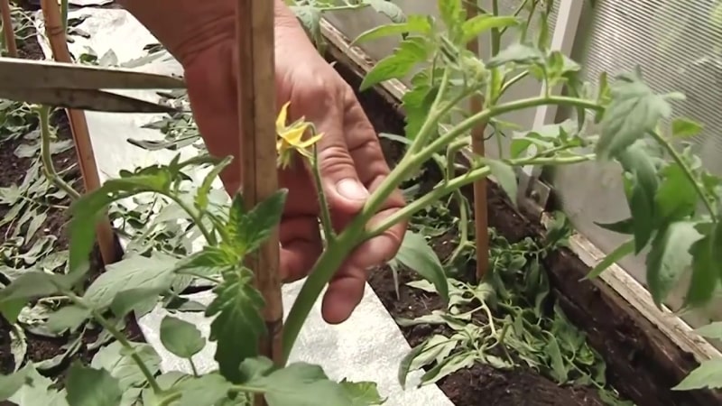 Una nueva variedad que ha logrado conquistar el corazón de los veraneantes: el tomate Big Momma y los secretos del cultivo de frutos grandes.